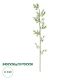 GloboStar® Artificial Garden BAMBOO BRANCH 20440 Τεχνητό Διακοσμητικό Κλαδί Μπαμπού Υ250cm