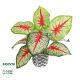 GloboStar® Artificial Garden CALADIUM 20891 Τεχνητό Διακοσμητικό Φυτό Τροπικό Φυτό Καλάδιο Φ40 x Υ33cm