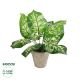 GloboStar® Artificial Garden DIEFFENBACHIA POTTED PLANT 20897 Διακοσμητικό Φυτό Διφενμπάχια Φ40 x Υ33cm