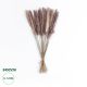 GloboStar® Artificial Garden REAL DRIED BROWN PAMPAS GRASS BUNCH 21215 Αποξηραμένο Διακοσμητικό Μπουκέτο Pampas Kάφε Y50cm - Σετ 15 τμχ