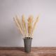 GloboStar® PAMPASGRASS 36509 Αποξηραμένο Φυτό Γρασίδι της Πάμπας - Μπουκέτο Διακοσμητικών Κλαδιών Μπεζ - Εκρού Υ120cm - Σετ 5 τμχ